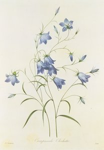 Kampanula, Victorin kaivertama, kirjasta "Kauneimpien kukkien valinta", 1827-33